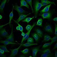 Alpha Tubulin Antibody - Immunofluorescent analysis of Alpha-tubulin staining in HeLa cells. Formalin-fixed cells were permeabilized with 0.1% Triton X-100 in TBS for 5-10 minutes and blocked with 3% BSA-PBS for 30 minutes at room temperature. Cells were probed with the primary antibody in 3% BSA-PBS and incubated overnight at 4 deg C in a humidified chamber. Cells were washed with PBST and incubated with a FITC-conjugated secondary antibody (green) in PBS at room temperature in the dark. DAPI was used to stain the cell nuclei (blue).