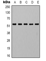 Alpha Tubulin Antibody - Western blot analysis of Alpha-tubulin expression in mouse skeletal muscle (A); mouse kidney (B); mouse heart (C); mouse brain (D); mouse liver (E) whole cell lysates.