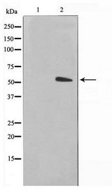 Alpha Tubulin Antibody - Western blot of NIH-3T3 cell lysate using Tubulin alpha Antibody