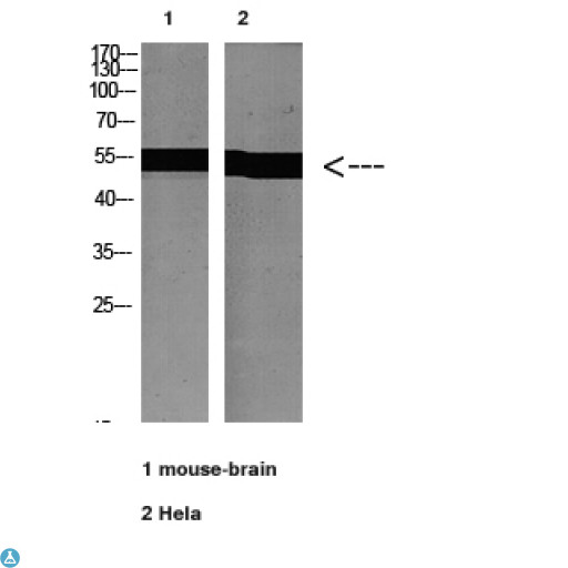 Alpha Tubulin Antibody - Western blot analysis of Hela lysate, antibody was diluted at 2000. Secondary antibody was diluted at 1:20000.