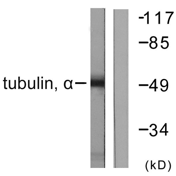 Alpha Tubulin Antibody - Western blot analysis of extracts from NIH/3T3 cells, using Tubulin a antibody.