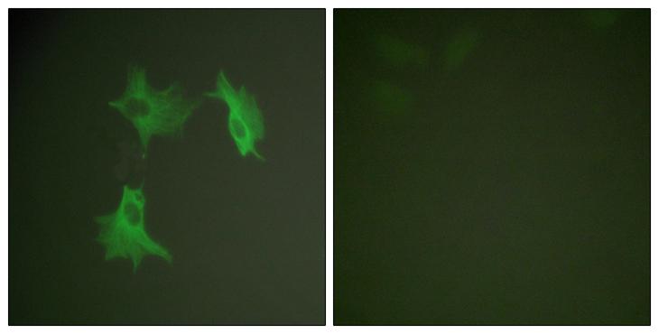 Alpha Tubulin Antibody - Peptide - + Immunofluorescence analysis of NIH/3T3 cells, using Tubulin a antibody.