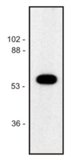 Alpha Tubulin Antibody - Western blot of human Jurkat T cell line lysate (1% laurylmaltoside); non-reduced sample, immunostained by  mAb TU-02 and goat anti-mouse IgG (H+L)-HRP conjugate.