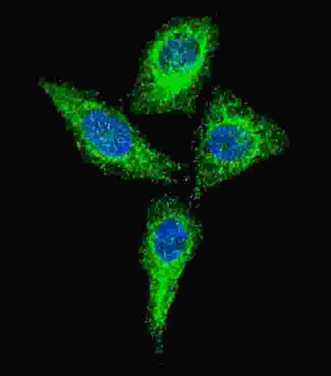 ALPI / Alkaline Phosphatase Antibody - Fluorescent confocal image of HeLa cells stained with Alkaline Phosphatase (ALPI) antibody. HeLa cells were fixed with 4% PFA (20 min), permeabilized with Triton X-100 (0.2%, 30 min). Cells were then incubated Alkaline Phosphatase (ALPI) primary antibody (1:100, 2 h at room temperature). For secondary antibody, Alexa Fluor 488 conjugated donkey anti-rabbit antibody (green) was used (1:1000, 1h). Nuclei were counterstained with Hoechst 33342 (blue) (10 ug/ml, 5 min). Alkaline Phosphatase (ALPI) immunoreactivity is localized to the cytoplasm of HeLa cells.