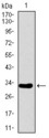 ALPI / Alkaline Phosphatase Antibody - Western blot using ALPI monoclonal antibody against human ALPI recombinant protein. (Expected MW is 31.9 kDa)