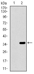 ALPI / Alkaline Phosphatase Antibody - Western blot using ALPI monoclonal antibody against HEK293 (1) and ALPI (AA: 397-458)-hIgGFc transfected HEK293 (2) cell lysate.