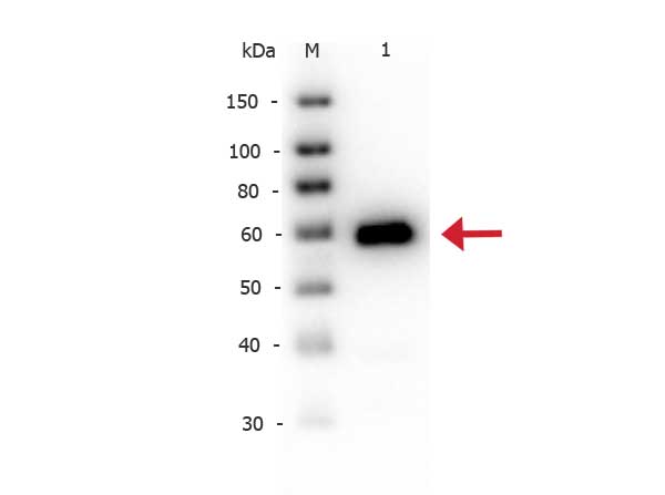 ALPI / Alkaline Phosphatase Antibody - Western Blot of rabbit anti-Alkaline Phosphatase antibody Biotin Conjugated. Lane 1: Alkaline Phosphatase (calf intestine). Load: 50 ng per lane. Primary antibody: Alkaline Phosphatase antibody Biotin conjugated at 1:2,000 for 60 min at RT. Secondary antibody: Peroxidase Streptavidin secondary antibody at 1:40,000 for 30 min at RT. Block: Blocking Buffer for Fluorescent Western Blotting (MB-070) for 30 min at RT. Predicted/Observed size: 57 kDa, 57 kDa for Alkaline Phosphatase.