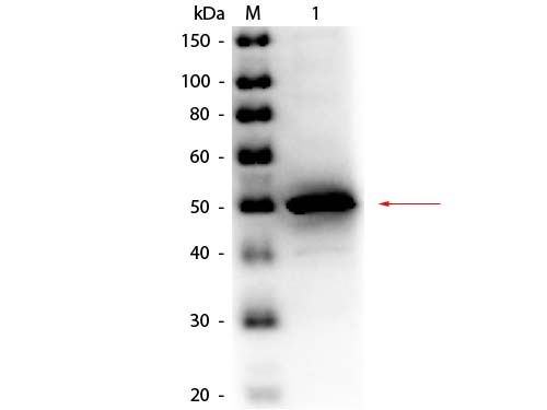 ALPI / Alkaline Phosphatase Antibody - Western Blot of rabbit anti-Alkaline Phosphatase (E. Coli) Antibody Peroxidase Conjugated. Lane 1: Alkaline Phosphatase (E. Coli). Load: 50 ng per lane. Primary antibody: Rabbit anti-Alkaline Phosphatase (E. Coli) Antibody Peroxidase Conjugated at 1:1,000 overnight at 4°C. Secondary antibody: n/a. Block: MB-070 for 30 min at RT. Predicted/Observed size: 50 kDa, 50 kDa for Alkaline Phosphatase (E. Coli).