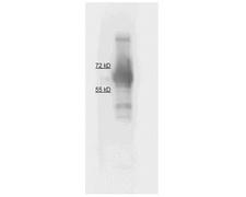ALPI / Alkaline Phosphatase Antibody - Western Blot of rabbit anti Alkaline Phosphatase antibody Lane 1: Calf intestine Alkaline Phosphatase. Load: ~1.5 µg Block: 5% Blotto 1 hour at 4°C. Primary antibody: diluted to 1:1000 in 5% Blotto overnight at 4°C. Secondary antibody: Goat anti Rabbit 1:20,000 in MB-070 1 Hour 4°C Substrate: Femtomax 110