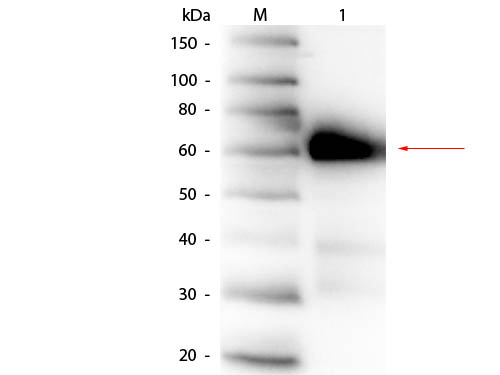 ALPI / Alkaline Phosphatase Antibody - Western Blot of rabbit anti-Alkaline Phosphatase (Calf Intestine) Antibody. Lane 1: Alkaline Phosphatase (Calf Intestine). Load: 50 ng per lane. Primary antibody: Rabbit anti-Alkaline Phosphatase (Calf Intestine) Antibody at 1:1,000 overnight at 4°C. Secondary antibody: HRP rabbit secondary antibody at 1:40,000 for 30 min at RT. Block: MB-070 for 30 min at RT. Predicted/Observed size: 57 kDa, 60 kDa for Alkaline Phosphatase (Calf Intestine).