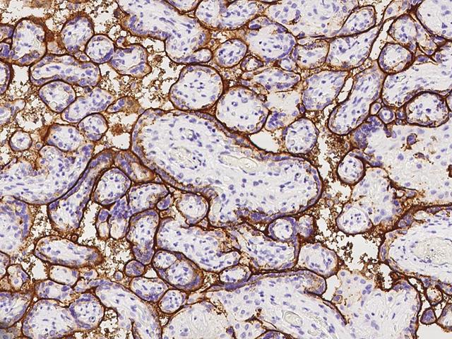 ALPI / Alkaline Phosphatase Antibody - Immunochemical staining of human ALPI in human placenta with rabbit polyclonal antibody at 1:100 dilution, formalin-fixed paraffin embedded sections.