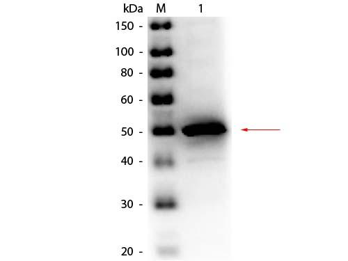 ALPI / Alkaline Phosphatase Antibody - Western Blot of Rabbit anti-Alkaline Phosphatase (E. Coli) Antibody Peroxidase Conjugated. Lane 1: Alkaline Phosphatase (E. Coli). Load: 50 ng per lane. Primary antibody: Rabbit anti-Alkaline Phosphatase (E. Coli) Antibody Peroxidase Conjugated at 1:1,000 overnight at 4°C. Secondary antibody: n/a.