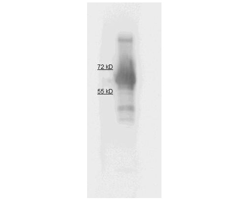 ALPI / Alkaline Phosphatase Antibody - Western Blot of rabbit anti Alkaline Phosphatase antibody Lane 1: Calf intestine Alkaline Phosphatase. Load: ~1.5 ug Block: 5% Blotto 1 hour at 4 degrees C. Primary antibody: diluted to 1:1000 in 5% Blotto overnight at 4 degrees C. Secondary antibody: Goat anti Rabbit LS-C60865 Lot#21231 1:20,000 in MB-070 1 Hour 4 degrees C Substrate: Femtomax 110.