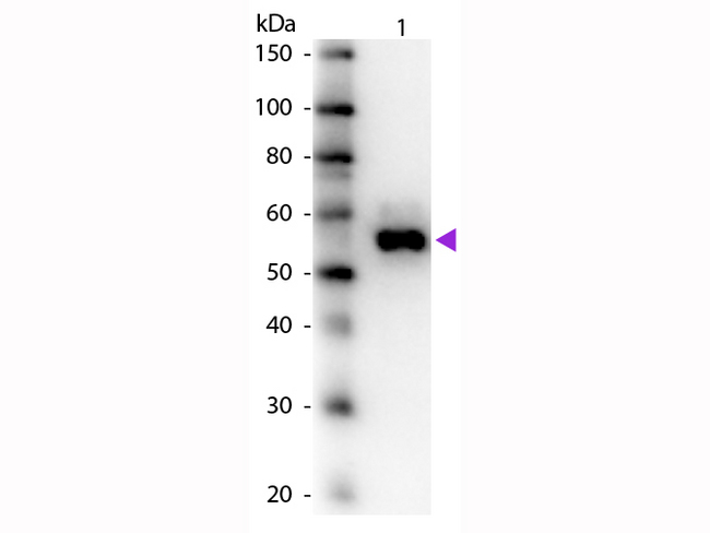 ALPI / Alkaline Phosphatase Antibody - Western Blot of rabbit Anti-Alkaline Phosphatase Primary Antibody. Lane 1: Alkaline Phosphatase. Lane 2: None. Load: 50 ng per lane. Primary antibody: Alkaline Phosphatase primary antibody at 1:1,000 overnight at 4°C. Secondary antibody: Peroxidase rabbit secondary antibody at 1:40,000 for 30 min at RT. Block: MB-070 for 30 min at RT. Predicted/Observed size: 58 kDa, 58 kDa for Alkaline Phosphatase. Other band(s): None.