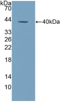 ALPL / Alkaline Phosphatase Antibody - Western Blot; Sample: Recombinant ALPL, Human.