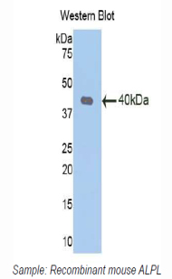 ALPL / Alkaline Phosphatase Antibody - Western blot of recombinant ALPL / Alkaline Phosphatase.  This image was taken for the unconjugated form of this product. Other forms have not been tested.