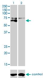 ALPL / Alkaline Phosphatase Antibody - Western blot analysis of ALPL over-expressed 293 cell line, cotransfected with ALPL Validated Chimera RNAi (Lane 2) or non-transfected control (Lane 1). Blot probed with ALPL monoclonal antibody (M01), clone 4H1 . GAPDH ( 36.1 kDa ) used as specificity and loading control.