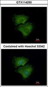 ALPPL2 Antibody - Immunofluorescence of methanol-fixed A549 using ALPPL2 antibody at 1:500 dilution.