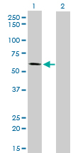 ALPPL2 Antibody - Western blot of ALPPL2 expression in transfected 293T cell line by ALPPL2 monoclonal antibody (M07), clone 2B3.
