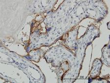 ALPPL2 Antibody - Immunoperoxidase of monoclonal antibody to ALPPL2 on formalin-fixed paraffin-embedded human placenta. [antibody concentration 3 ug/ml]