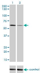 ALPPL2 Antibody - Western blot of ALPPL2 over-expressed 293 cell line, cotransfected with ALPPL2 Validated Chimera RNAi (Lane 2) or non-transfected control (Lane 1). Blot probed with ALPPL2 monoclonal antibody (M07), clone 2B3. GAPDH ( 36.1 kD ) used as specific.