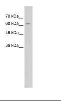 ALPPL2 Antibody - HepG2 Cell Lysate.  This image was taken for the unconjugated form of this product. Other forms have not been tested.