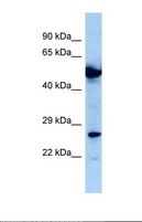 ALS2CR1 / NIF3L1 Antibody - Western blot of Human U937 . NIF3L1 antibody dilution 1.0 ug/ml.  This image was taken for the unconjugated form of this product. Other forms have not been tested.