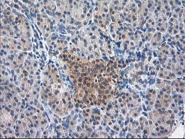 ALS2CR1 / NIF3L1 Antibody - IHC of paraffin-embedded Human pancreas tissue using anti-NIF3L1 mouse monoclonal antibody. (Heat-induced epitope retrieval by 10mM citric buffer, pH6.0, 100C for 10min).
