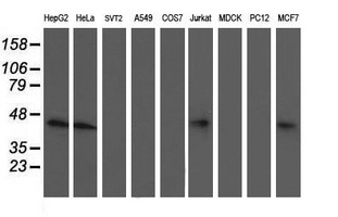 ALS2CR1 / NIF3L1 Antibody - Western blot of extracts (35 ug) from 9 different cell lines by using anti-NIF3L1 monoclonal antibody (HepG2: human; HeLa: human; SVT2: mouse; A549: human; COS7: monkey; Jurkat: human; MDCK: canine; PC12: rat; MCF7: human).