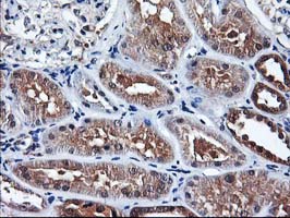 ALS2CR1 / NIF3L1 Antibody - IHC of paraffin-embedded Human Kidney tissue using anti-NIF3L1 mouse monoclonal antibody.