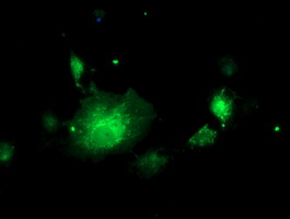 ALS2CR1 / NIF3L1 Antibody - Anti-NIF3L1 mouse monoclonal antibody immunofluorescent staining of COS7 cells transiently transfected by pCMV6-ENTRY NIF3L1.