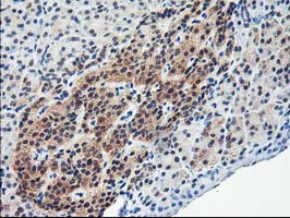 ALS2CR1 / NIF3L1 Antibody - IHC of paraffin-embedded Human pancreas tissue using anti-NIF3L1 mouse monoclonal antibody.