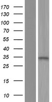 ALS2CR1 / NIF3L1 Protein - Western validation with an anti-DDK antibody * L: Control HEK293 lysate R: Over-expression lysate