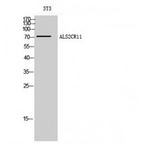 ALS2CR11 Antibody - Western blot of ALS2CR11 antibody