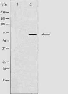 ALS2CR11 Antibody - Western blot analysis of extracts of NIH-3T3 cells using ALS2CR11 antibody. The lane on the left is treated with the antigen-specific peptide.