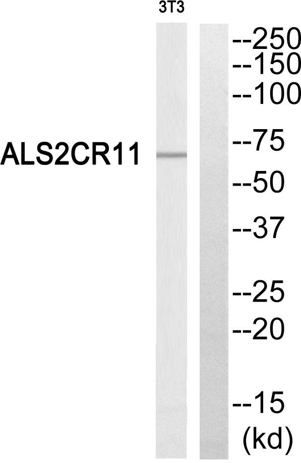 ALS2CR11 Antibody - Western blot analysis of extracts from NIH/3T3 cells, using ALS2CR11 antibody.