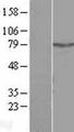 ALS2CR11 Protein - Western validation with an anti-DDK antibody * L: Control HEK293 lysate R: Over-expression lysate
