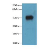 ALS2CR15 / ICA1L Antibody - Western blot. All lanes: ICA1L antibody at 1.2 ug/ml+ MCF7 whole cell lysate Goat polyclonal to rabbit at 1:10000 dilution. Predicted band size: 54 kDa. Observed band size: 54 kDa.