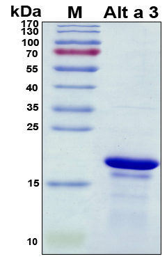 Alt a 3 Protein - SDS-PAGE under reducing conditions and visualized by Coomassie blue staining