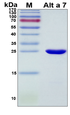 ALTA7 Protein - SDS-PAGE under reducing conditions and visualized by Coomassie blue staining