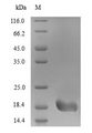 HSPA6 / HSP70B' Protein - (Tris-Glycine gel) Discontinuous SDS-PAGE (reduced) with 5% enrichment gel and 15% separation gel.