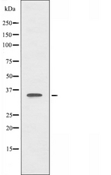 ALX3 Antibody - Western blot analysis of extracts of 293 cells using ALX3 antibody.