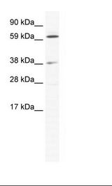ALX3 Antibody - NIH 3T3 Cell Lysate.  This image was taken for the unconjugated form of this product. Other forms have not been tested.