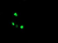 ALX4 Antibody - Anti-ALX4 mouse monoclonal antibody immunofluorescent staining of COS7 cells transiently transfected by pCMV6-ENTRY ALX4.