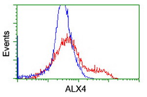 ALX4 Antibody - HEK293T cells transfected with either overexpress plasmid (Red) or empty vector control plasmid (Blue) were immunostained by anti-ALX4 antibody, and then analyzed by flow cytometry.