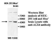 ALX4 Antibody