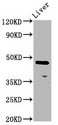ALX4 Antibody - Western Blot Positive WB detected in: Rat liver tissue All Lanes: ALX4 antibody at 4.2µg/ml Secondary Goat polyclonal to rabbit IgG at 1/50000 dilution Predicted band size: 45 KDa Observed band size: 45 KDa