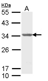 ALY / THOC4 Antibody - Sample (30 ug of whole cell lysate). A: Molt-4 . 12% SDS PAGE. ALY / THOC4 antibody diluted at 1:1000.