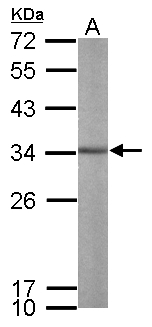 ALY / THOC4 Antibody - Sample (50 ug of whole cell lysate). A: mouse brain. 12% SDS PAGE. ALY / THOC4 antibody diluted at 1:1000.