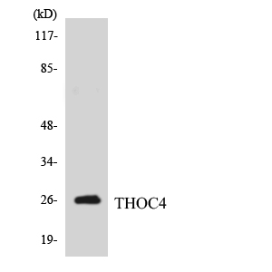ALY / THOC4 Antibody - Western blot analysis of the lysates from HepG2 cells using THOC4 antibody.